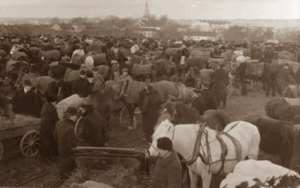 Hästmarknad i Falköping, 1910