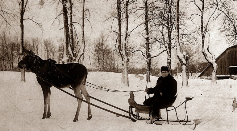 Med älg och släde genom vintern, 1908