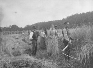 Höstskörd i Gustafsberg 1891
