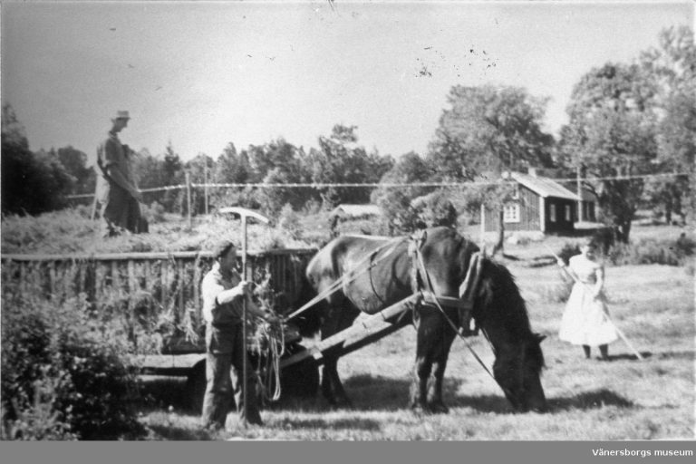 Höskörd på dagsverkstorpet Mossen Gärsbo 1955